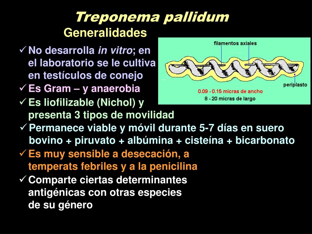 Treponema pallidum в рмп качественно