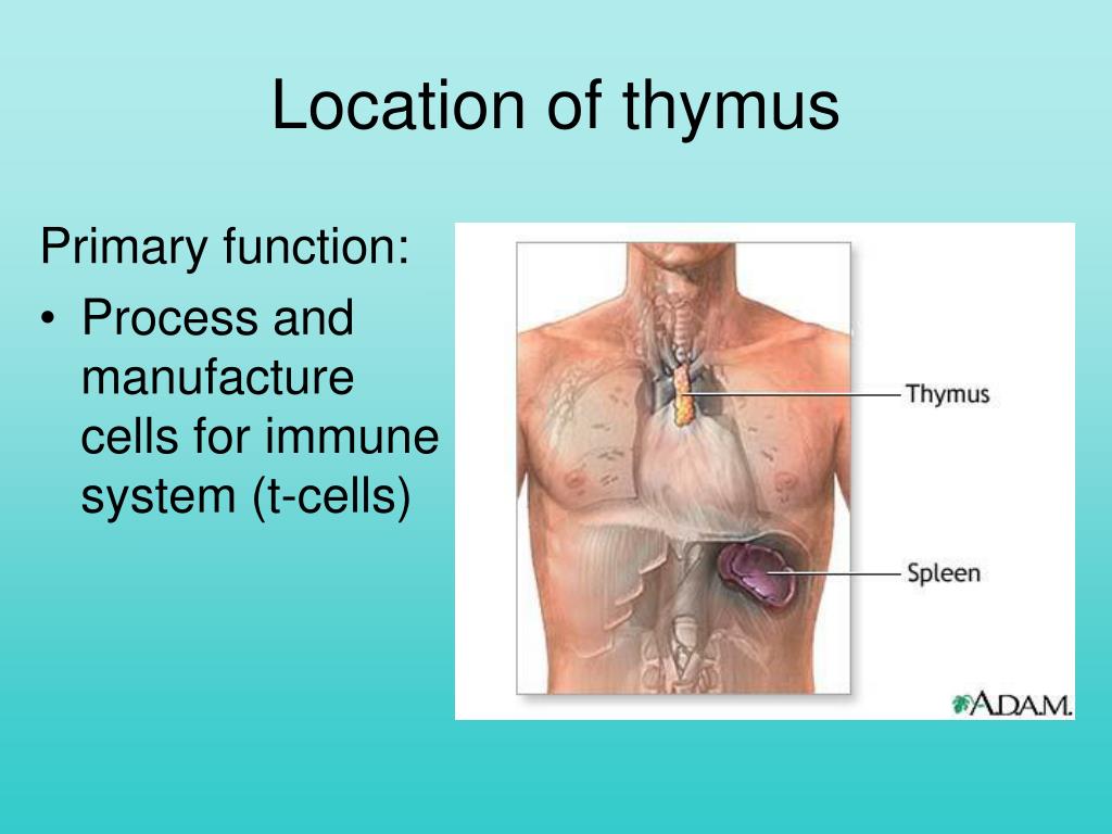 Иммунная система тимус. Тимус иммунная система.