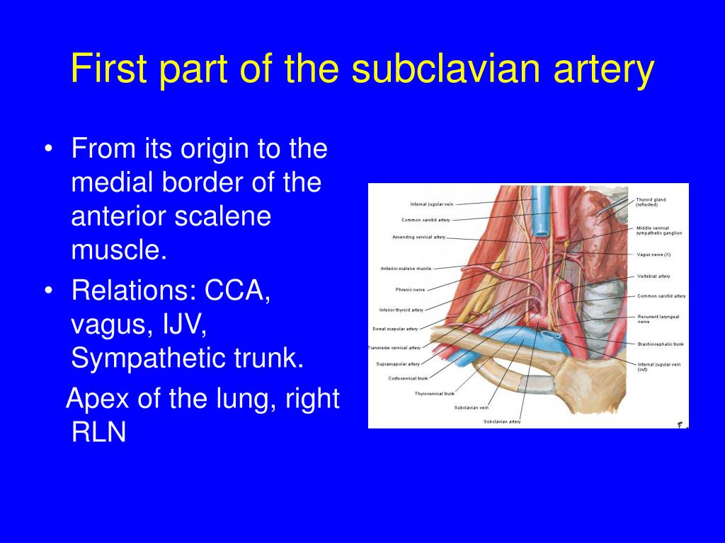 PPT - The root of the neck PowerPoint Presentation - ID:3680538