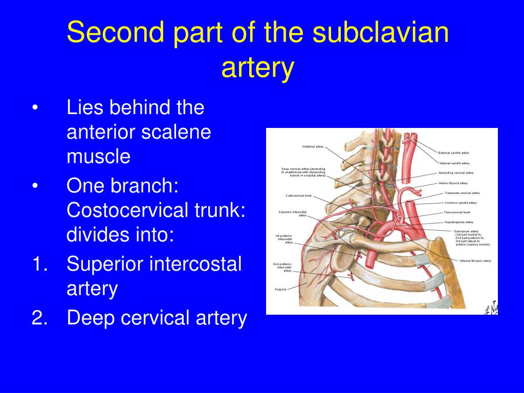 PPT - The root of the neck PowerPoint Presentation - ID:3680538