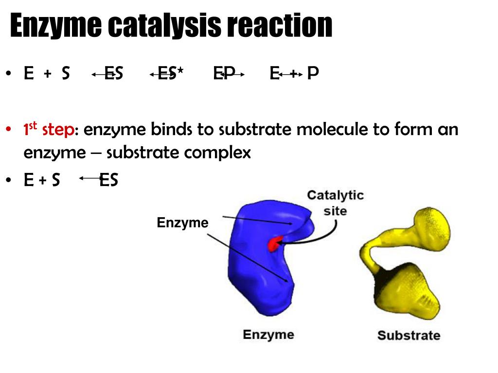 PPT ENZYME BIOLOGICAL CATALYST PowerPoint Presentation, free