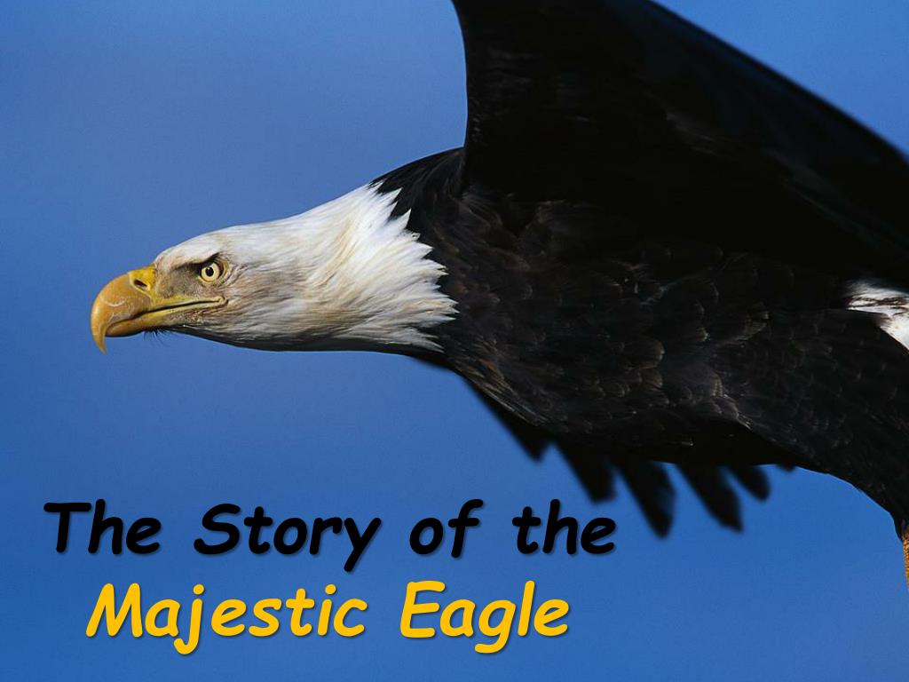 Majestic Eagle. Eagle's story. Majestic Eagle pronunciation.