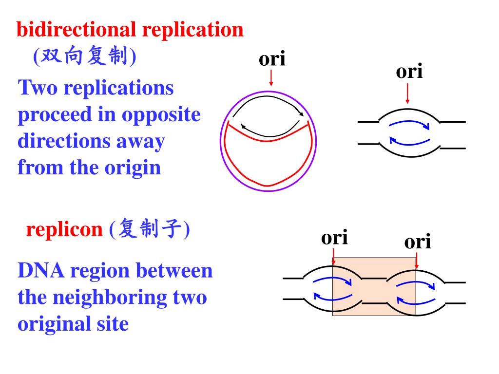 PPT - Unit 3 Information pathways of gene PowerPoint Presentation, free