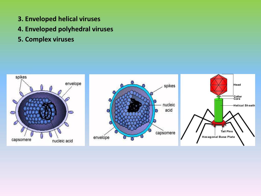Types of viruses. Темы для презентаций POWERPOINT вирусы. Virus Detection. Ares virus.