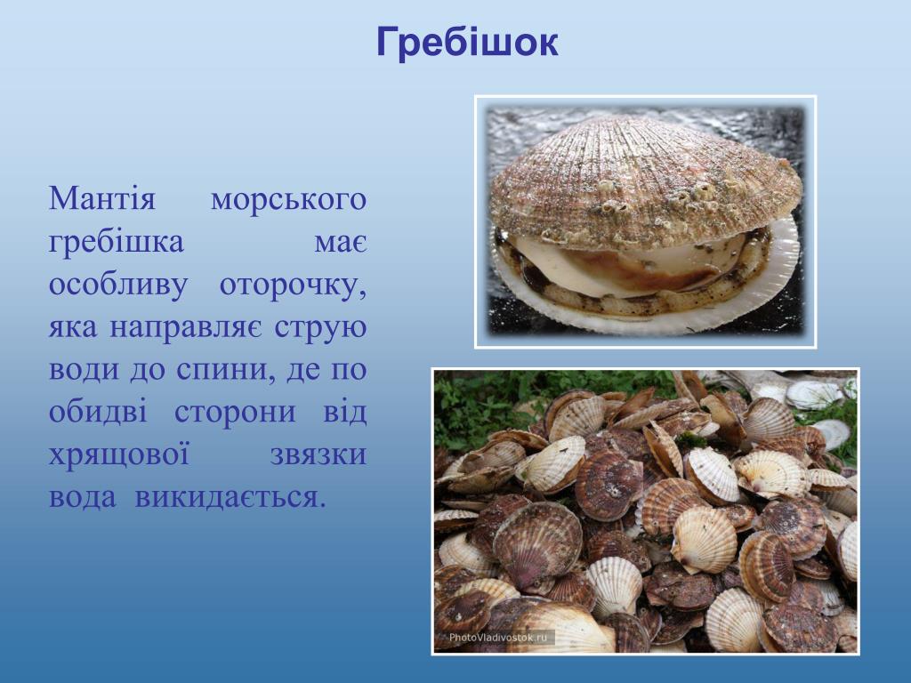 Гребешок морской презентация