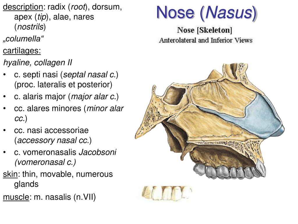 Thyreogenus латынь. Nasus латинский. Nasus анатомия. Radix носа. Pars Mobilis Septi nasi.