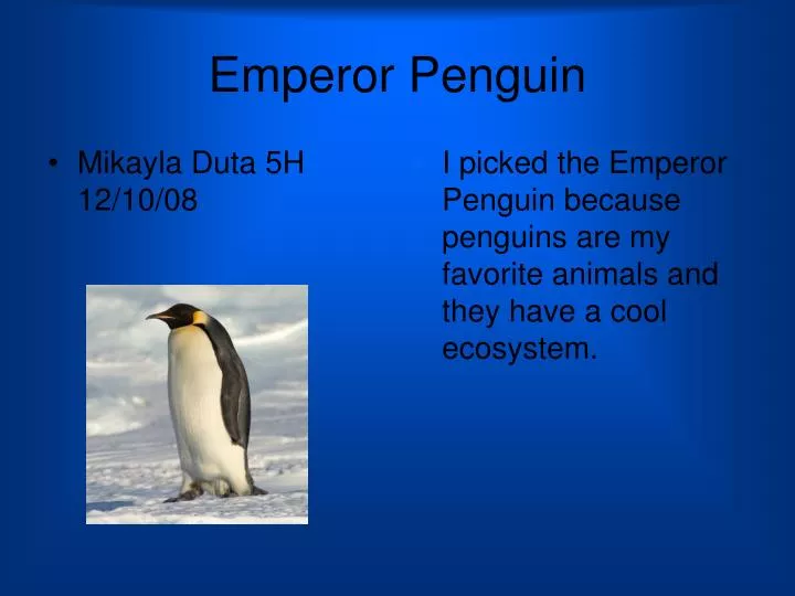 emperor penguin n.