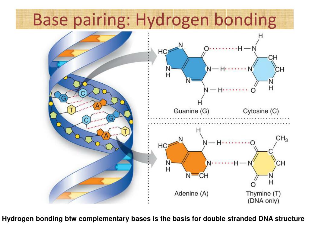 complementary base pairing takes place between the river