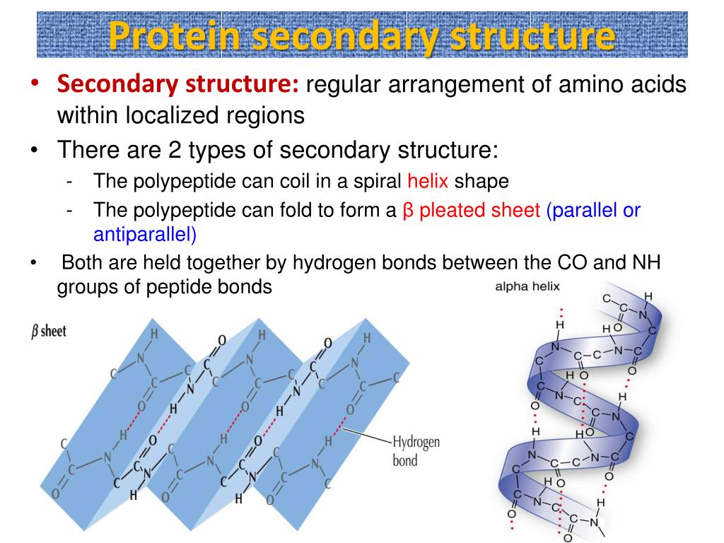 assignment of secondary structure in proteins