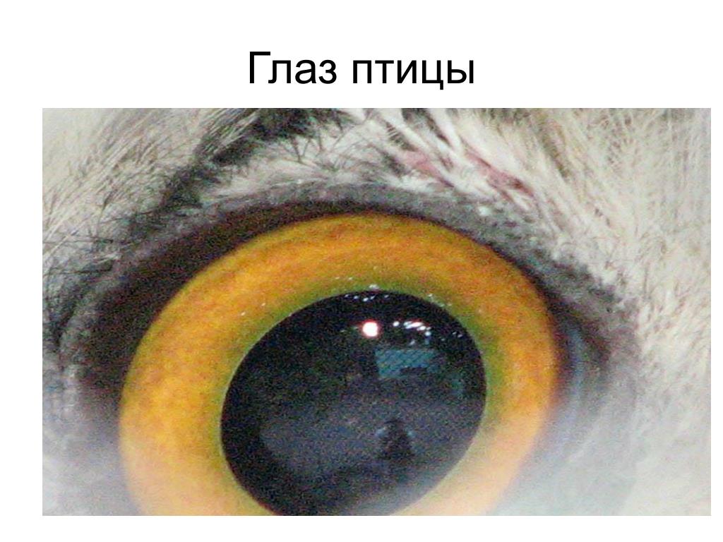 Глаза у птиц особенности. Зрение птиц. Строение глаза птицы. Анатомия глаза птиц. Типы зрения у птиц.