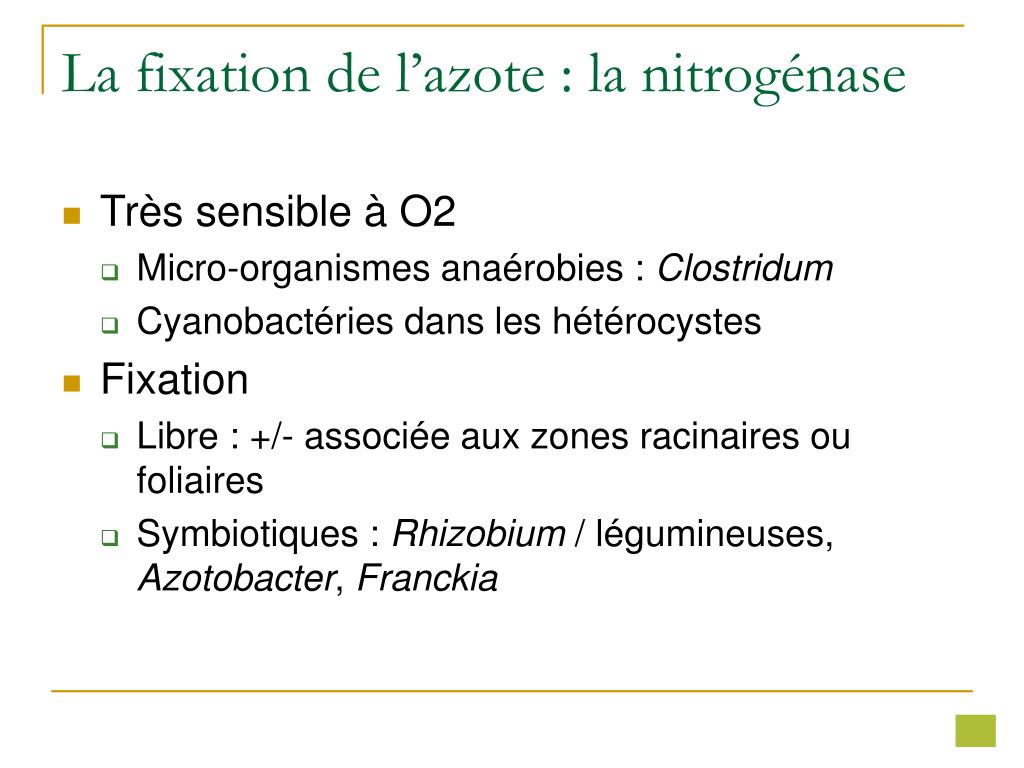 Fixateur d'azote : définition et explications