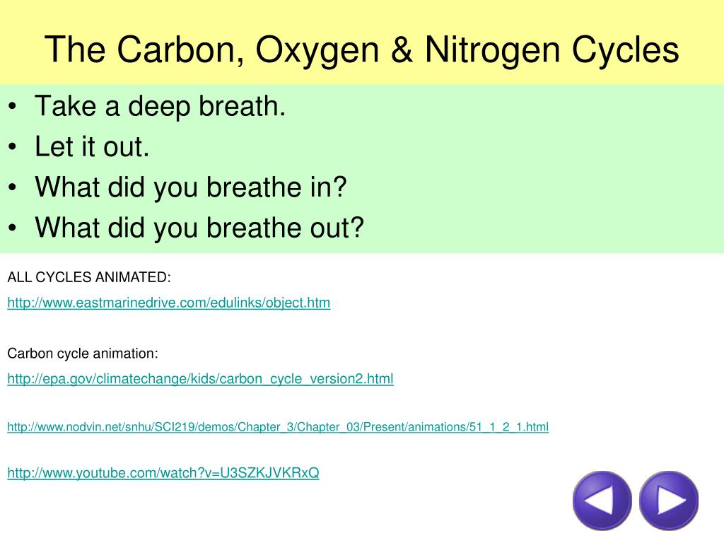 PPT - The Carbon, Oxygen & Nitrogen Cycles PowerPoint Presentation -  ID:3694730