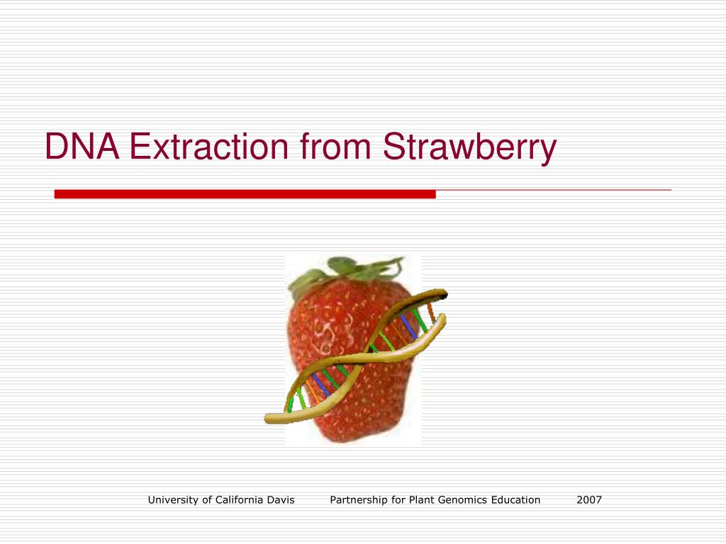 sources of error in strawberry dna extraction