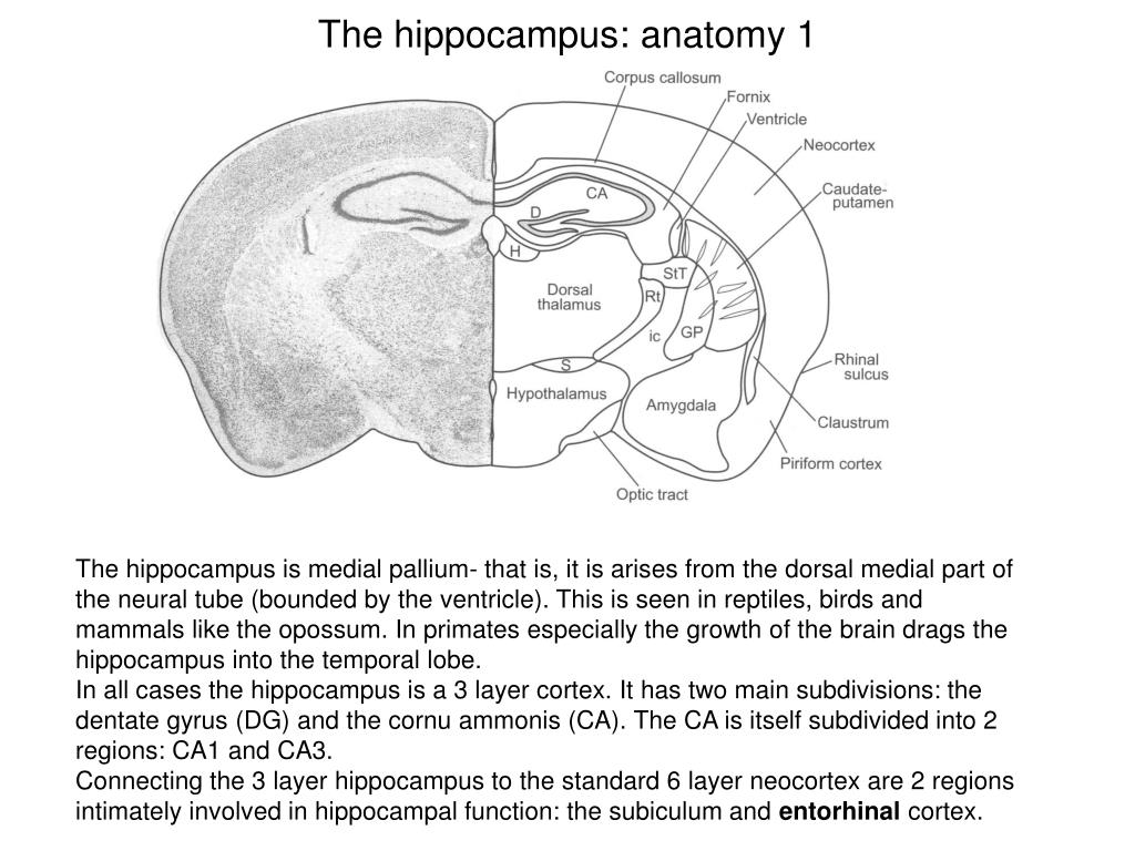 hippocampus anatomy 2d