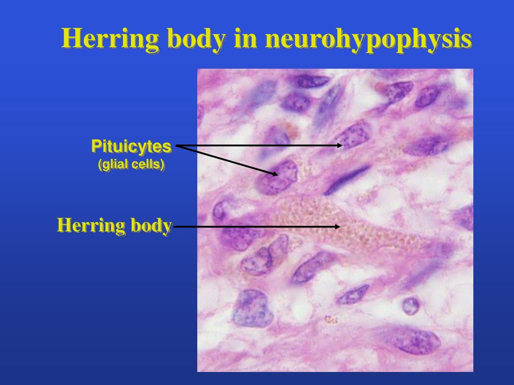 PPT The Endocrine System PowerPoint Presentation, free download ID