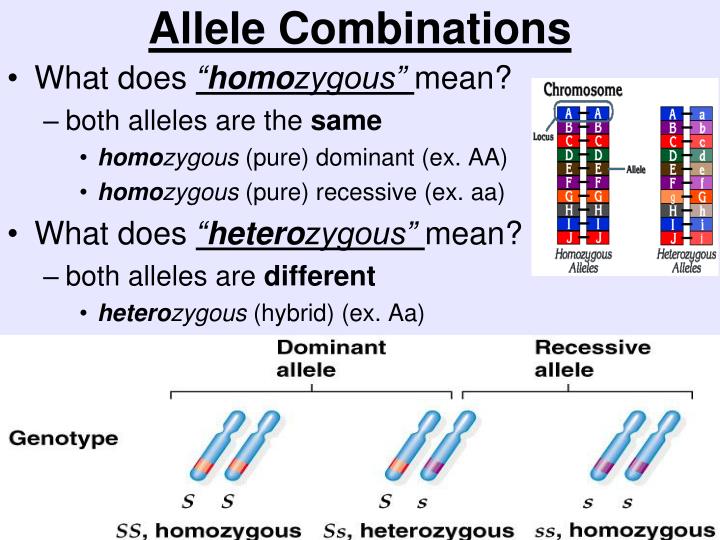 what is does it mean when a trait is dominant