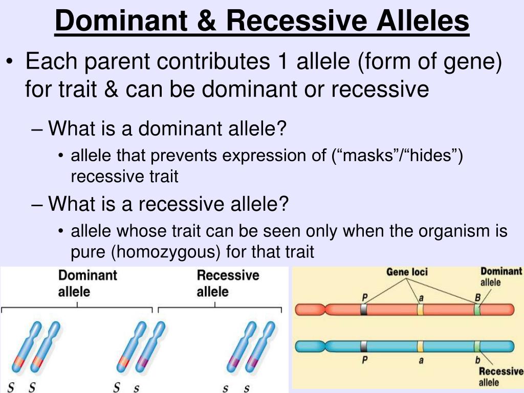 explain-the-difference-between-a-dominant-and-recessive-allele