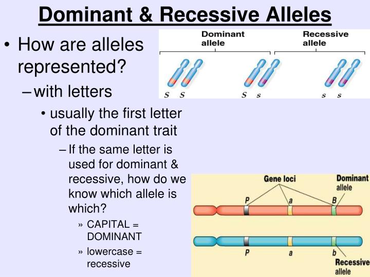what is a dominant allele what is a recessive allele