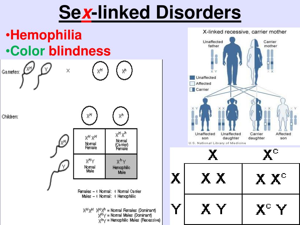 PPT Genetics Heredity PowerPoint Presentation Free Download ID PPT Genetics Heredity PowerPoint Presentation Free Download ID