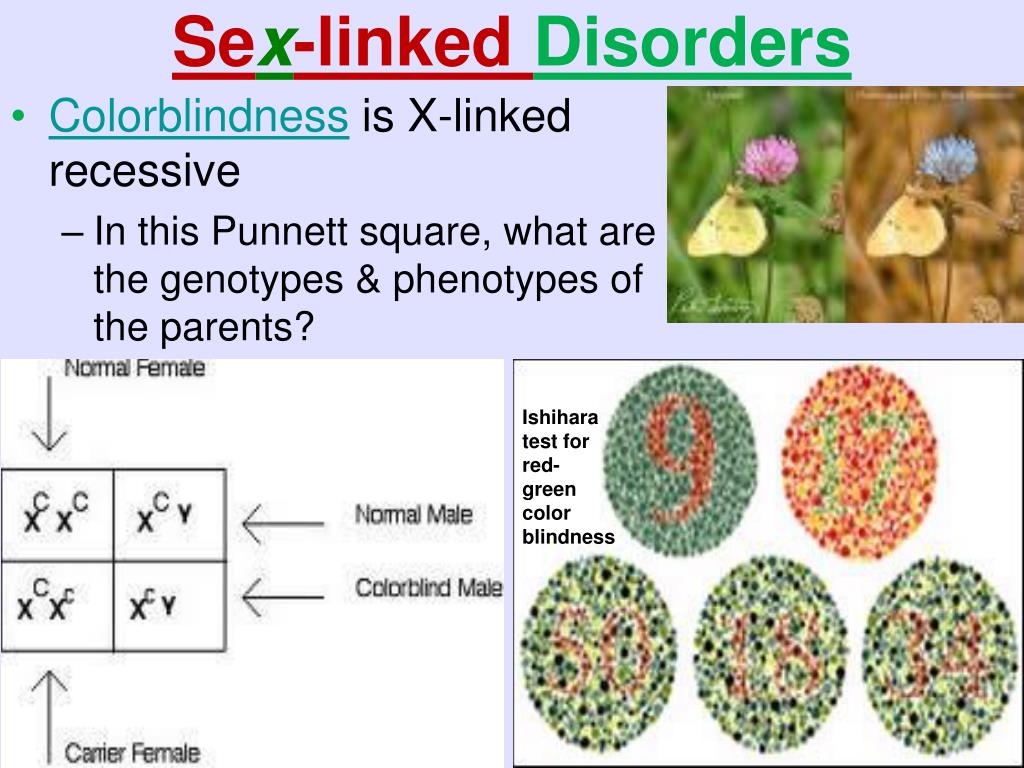 Ppt Genetics And Heredity Powerpoint Presentation Free