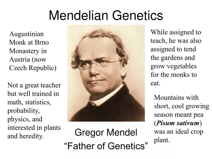 PPT - Mendelian Genetics PowerPoint Presentation, free download - ID:3695424