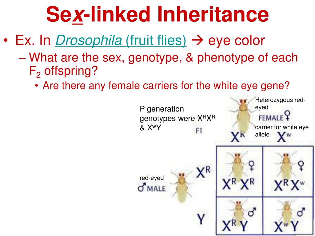 In Drosophila (fruit flies)? eye color * What are the sex, genotype, & ...