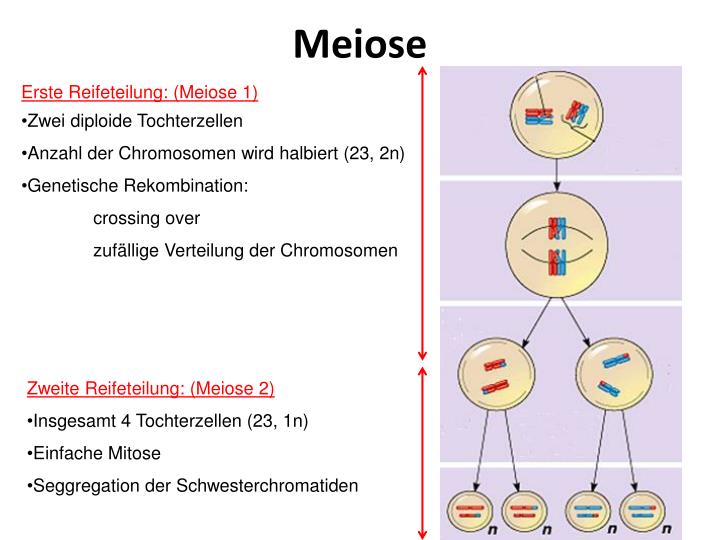 Chromosomensatz Der Tochterzellen Meiose PPT - Zellzyklus , Zellteilung , Zelldifferenzierung , Zelltod
