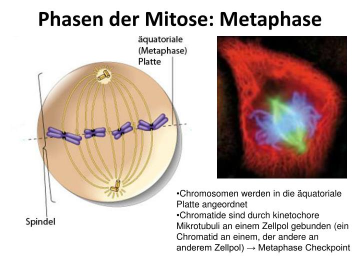 Warum Kann Die Bildung Der Keimzellen Nicht Durch Mitose Erfolgen PPT - Zellzyklus , Zellteilung , Zelldifferenzierung , Zelltod