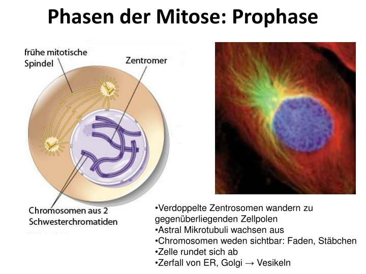 Warum Kann Die Bildung Der Keimzellen Nicht Durch Mitose Erfolgen PPT - Zellzyklus , Zellteilung , Zelldifferenzierung , Zelltod