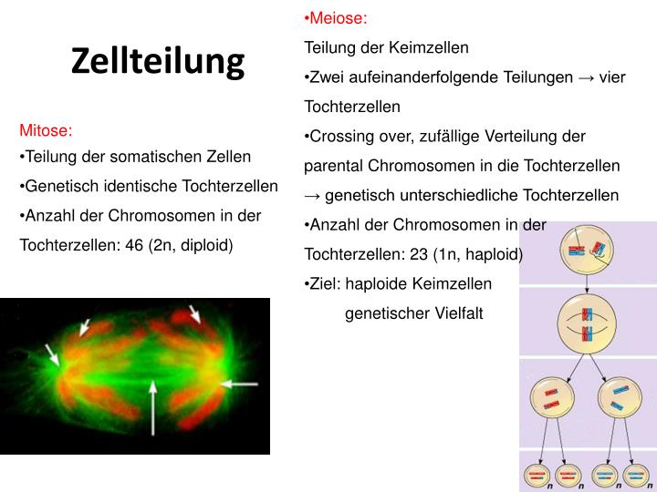 PPT - Zellzyklus , Zellteilung , Zelldifferenzierung , Zelltod