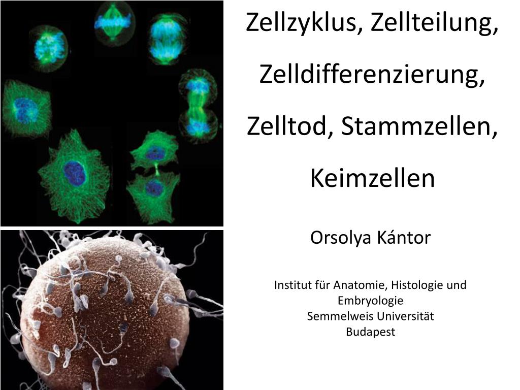 Ppt Zellzyklus Zellteilung Zelldifferenzierung Zelltod Stammzellen Keimzellen Powerpoint Presentation Id 3695633