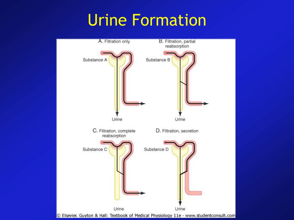 PPT - Functions of the Kidneys PowerPoint Presentation, free download