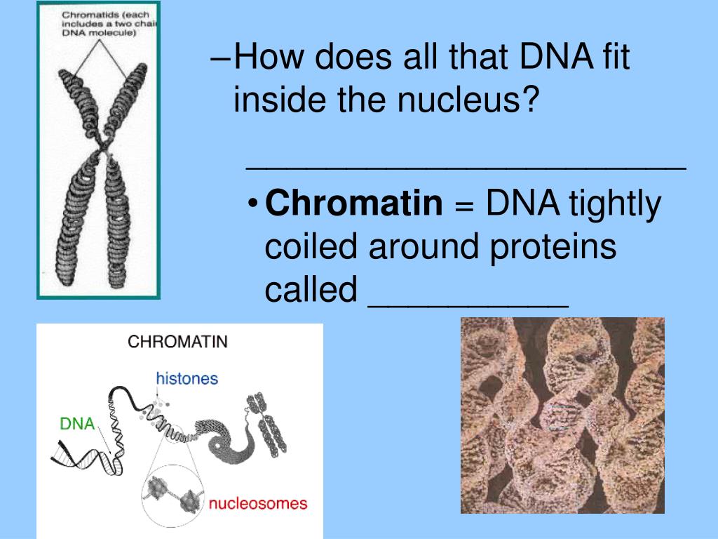 PPT - DNA PowerPoint Presentation, free download - ID:3696392