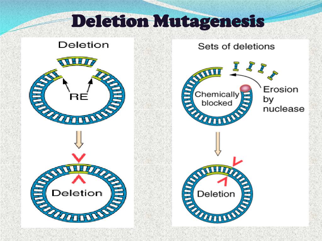 Мутагенез метод генетики. Мутагенез. Мутагенез это в биологии. Естественный мутагенез примеры.