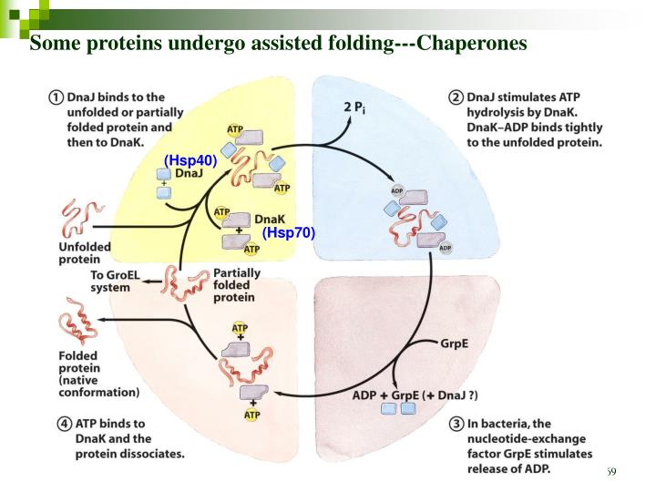 PPT Chapter 4 THE THREEDIMENSIONAL STRUCTURE OF PROTEINS PowerPoint