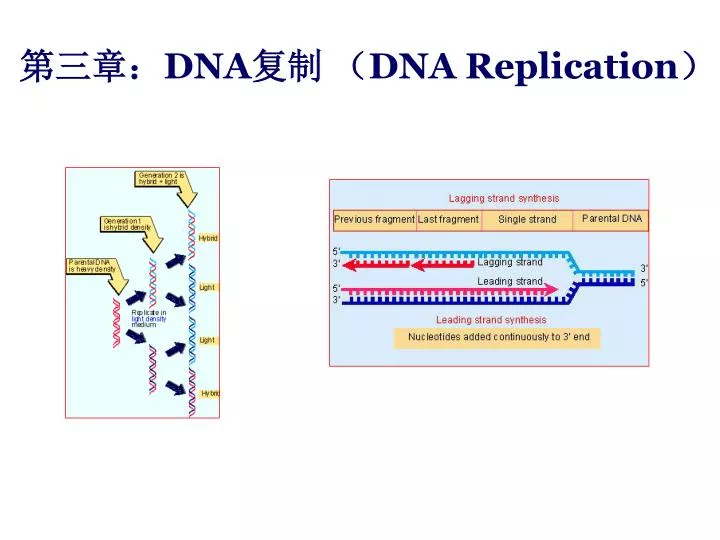 ppt 第三章 dna 复制 dna replication powerpoint presentation id 3696736