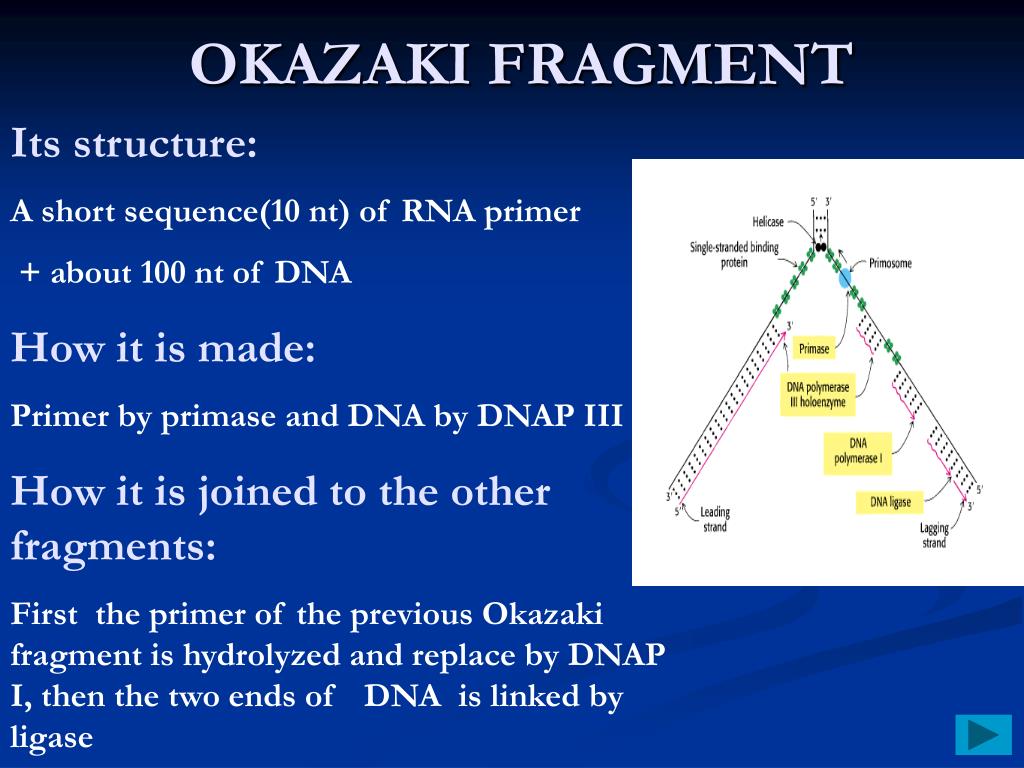 okazaki fragment sequencing