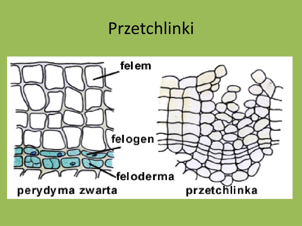 Skórka Pędu I Skórka Korzenia Należą Do Tkanek PPT - Tkanki roślinne- tkanka twórcza i okrywająca. PowerPoint