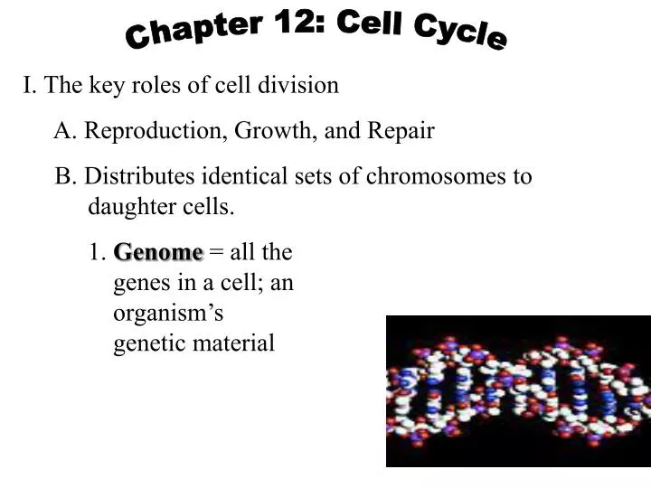 PPT - I. The Key Roles Of Cell Division A. Reproduction, Growth, And ...