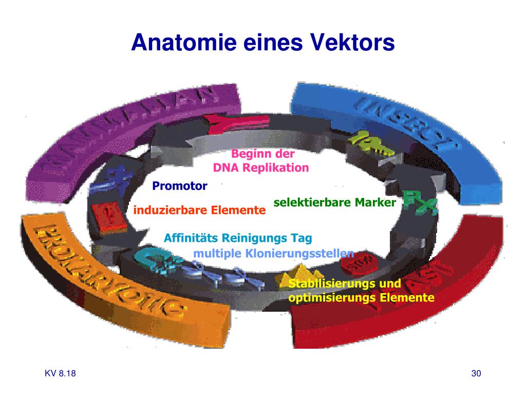 PPT - Gentherapie und Genomics PowerPoint Presentation ...