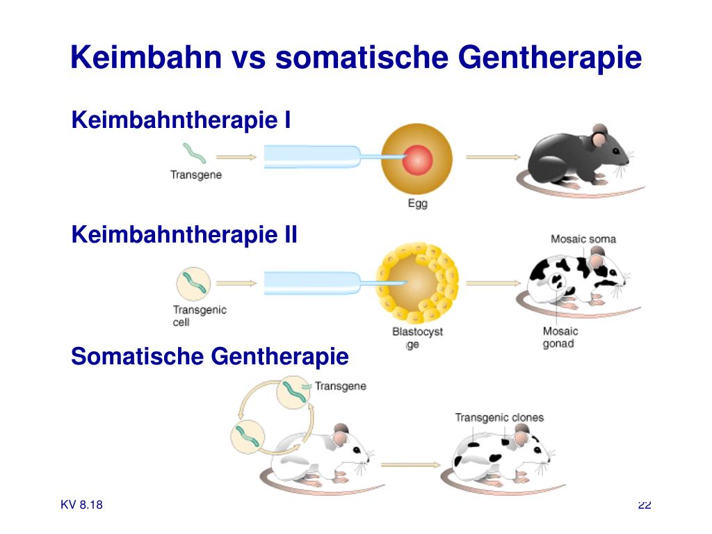PPT - Gentherapie und Genomics PowerPoint Presentation, free download ...