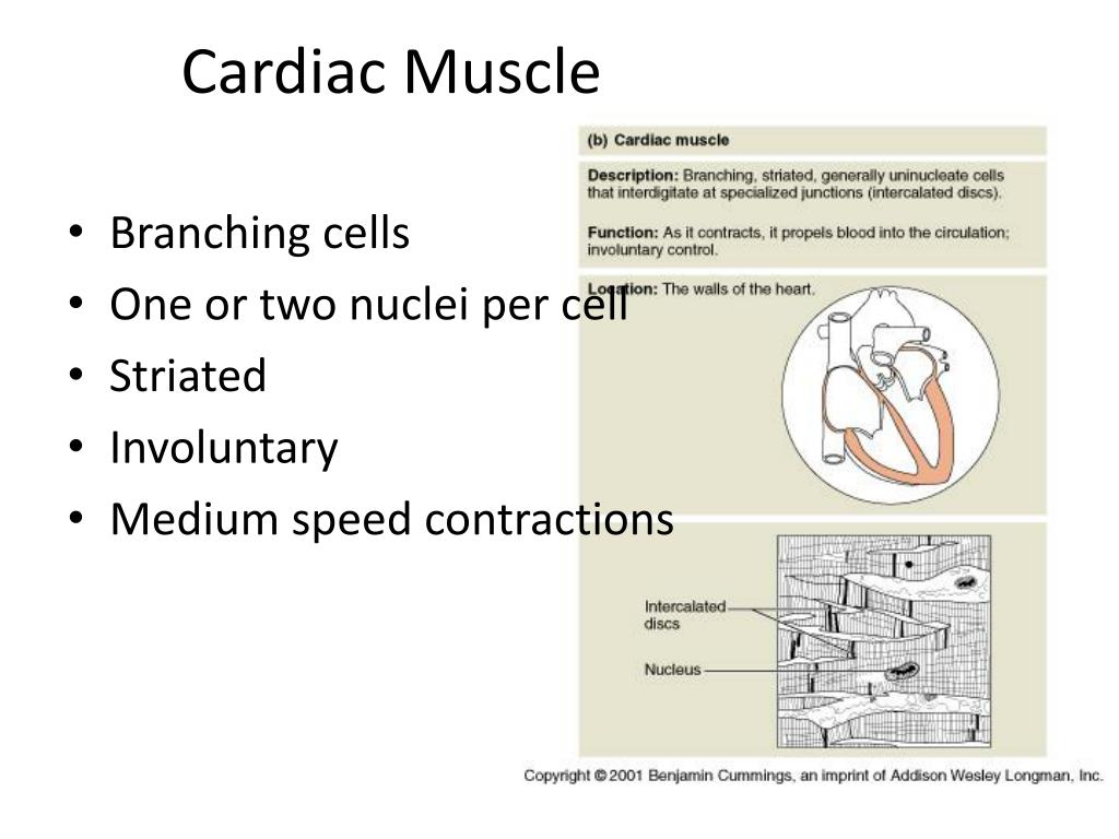 PPT - Electrical Activity of the Heart PowerPoint Presentation, free