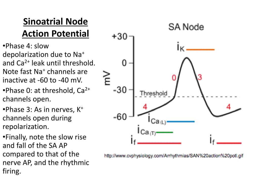 PPT - Electrical Activity of the Heart PowerPoint Presentation, free