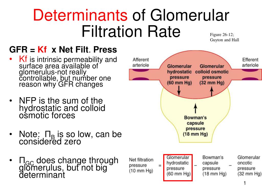 Glomerular Filtration Rate Chart