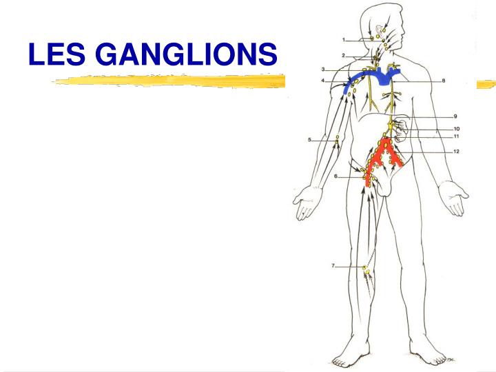 PPT LE DRAINAGE LYMPHATIQUE MANUEL PowerPoint Presentation ID3701887