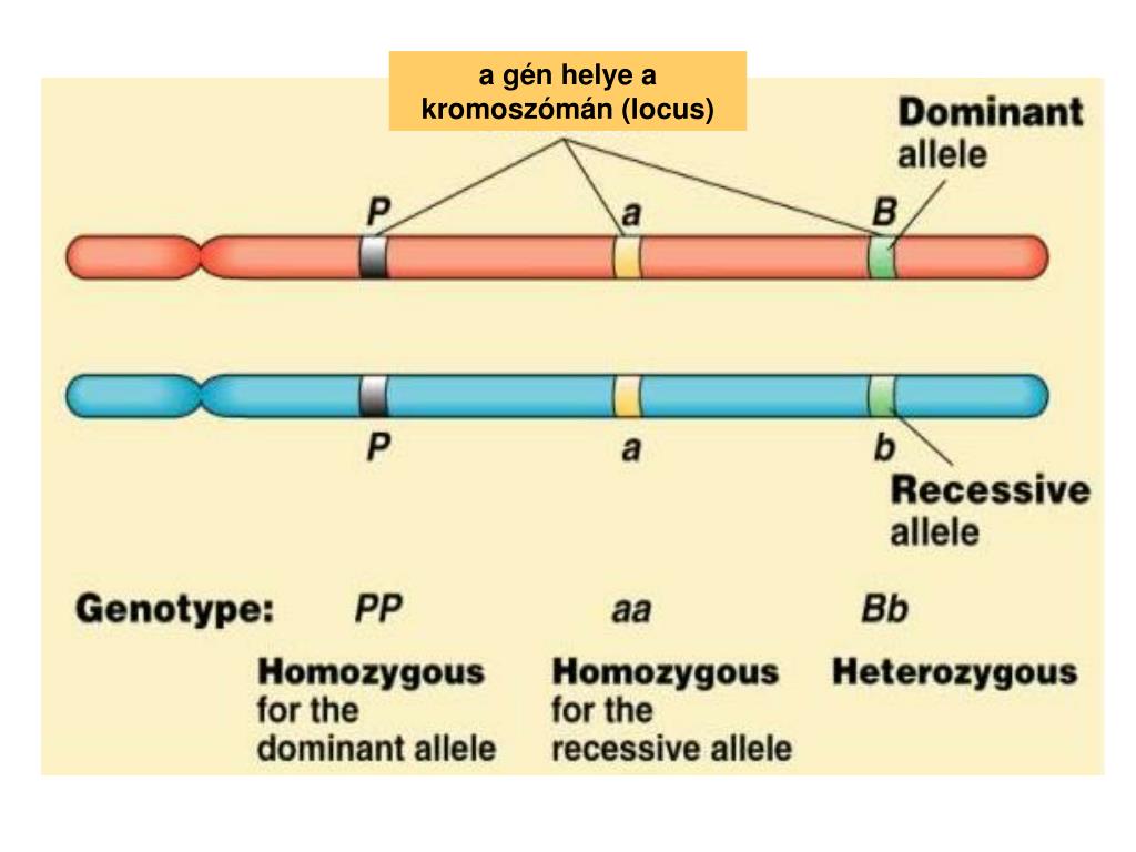 Различные аллельные гены. Локус и аллель. Локус (генетика). Аллельные гены Локус. Ген аллель ДНК Локус.