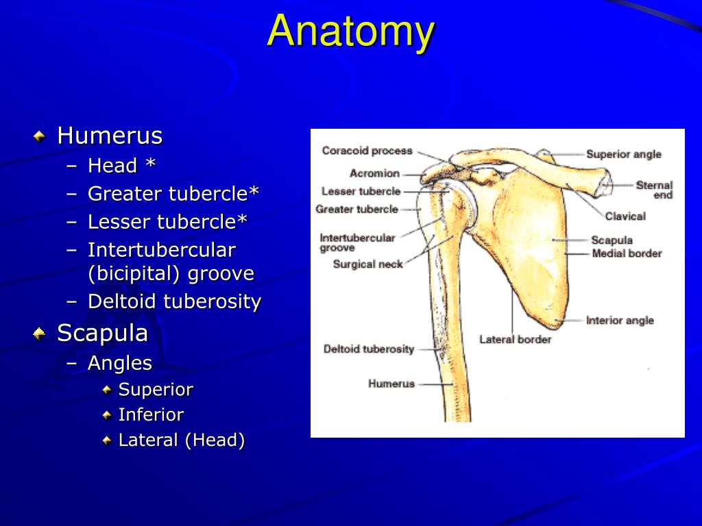 PPT - History & Physical Examination of the Shoulder PowerPoint