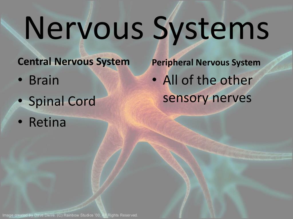 powerpoint presentation about nervous system