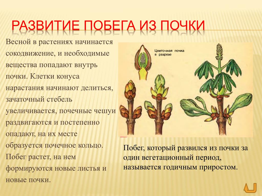 Какие растения появились раньше. Этапы развития побега из почки. Побег развивается из почки из зачаточного стебля. Развитие и рост побегов из почек. Почки растений.