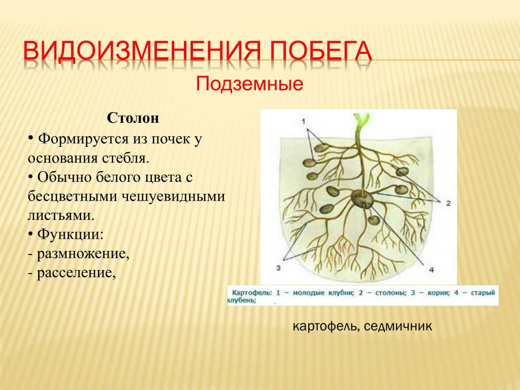 Столон. Видоизменение побегов столоны. Столон подземный побег. Столон это видоизмененный побег. Столоны функции.